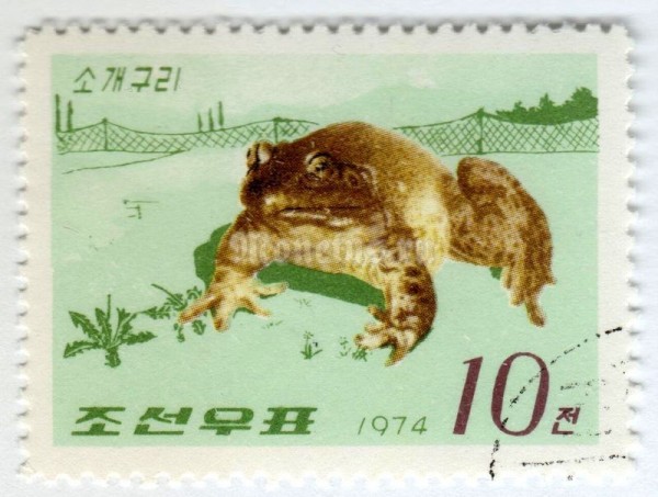 марка Северная Корея 10 чон "American Bullfrog (Rana catesbeiana)" 1974 год Гашение