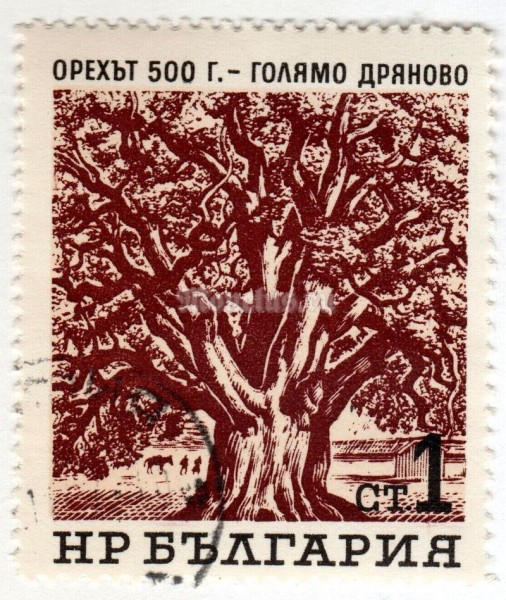 марка Болгария 1 стотинка "Walnut (500 Yrs.)" 1964 год Гашение
