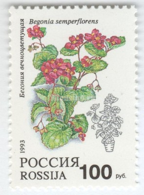 марка Россия 100 рублей "Бегония вечноцветущая" 1993 год