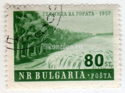 марка Болгария 80 стотинки "Agriculture" 1957 год Гашение