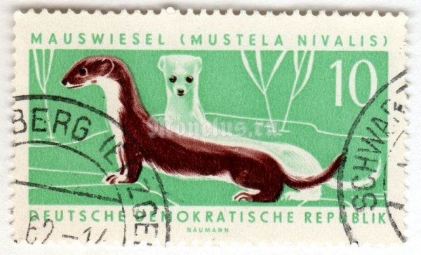марка ГДР 10 пфенниг "Least Weasel (Mustela nivalis)" 1962 год Гашение