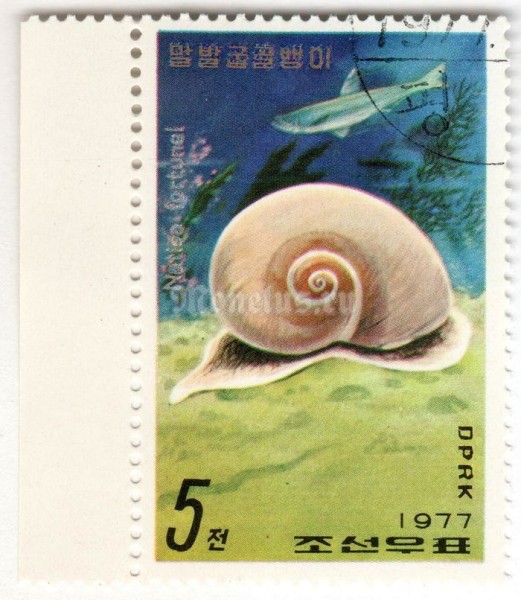 марка Северная Корея 5 чон "Sea Snail (Natica fortunei)" 1977 год Гашение