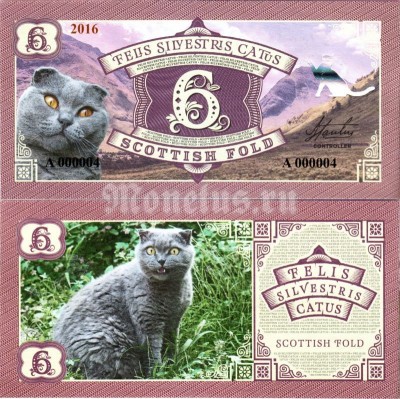 Бона 6 Серия кошки - Шотландская вислоухая кошка 2016 год