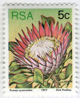 марка Южная Африка 5 центов "King protea (Protea cynaroides)" 1977 год