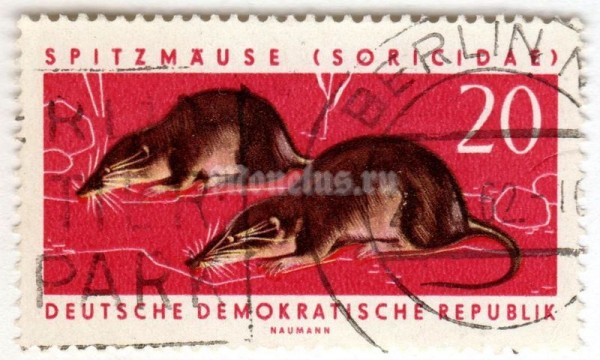 марка ГДР 20 пфенниг "Common Shrew (Sorex araneus)" 1962 год Гашение