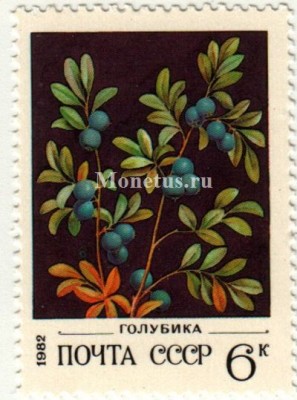 марка СССР 6 копеек "Голубика" 1982 год