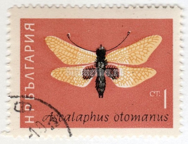 марка Болгария 1 стотинка  "Owlfly (Ascalaphus otomanus)" 1964 год Гашение