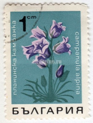 марка Болгария 1 стотинка "Alpine Bellflower" 1968 год Гашение