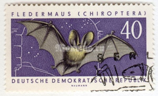 марка ГДР 40 пфенниг "Brown Long-eared Bat (Plecotus auritus)" 1962 год Гашение