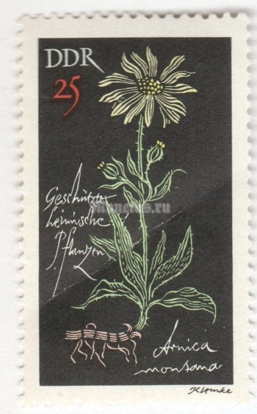 марка ГДР 25 пфенниг "Arnica montana" 1966 год Гашение