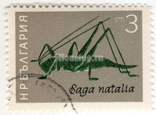 марка Болгария 3 стотинки  "Grasshopper (Saga natalia)" 1964 год Гашение