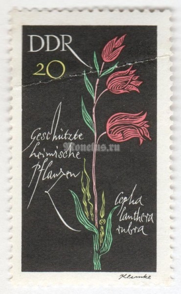 марка ГДР 20 пфенниг "Cephalanthera rubra" 1966 год Гашение