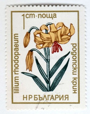 марка Болгария 1 стотинка "Turk's cap lilly" 1972 год Гашение