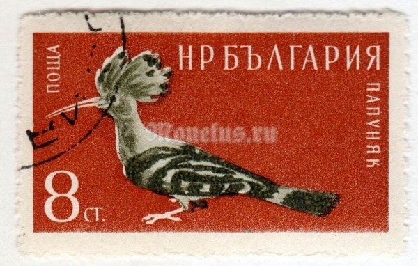 марка Болгария 8 стотинок  "Eurasian Hoopoe (Upupa epops)" 1959 год Гашение