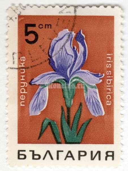 марка Болгария 5 стотинок "Iris sibirica" 1968 год Гашение