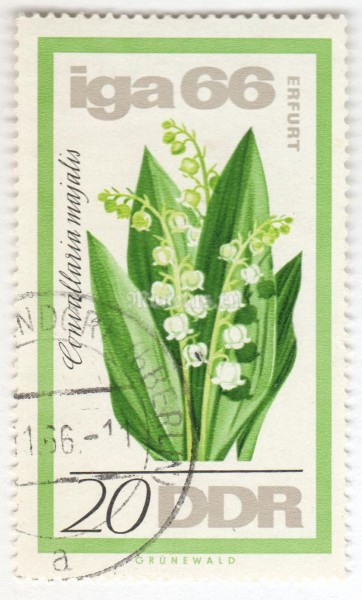 марка ГДР 20 пфенниг "Convallaria majalis" 1966 год Гашение