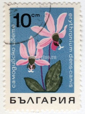 марка Болгария 10 стотинок "Erythronium denscanis" 1968 год Гашение