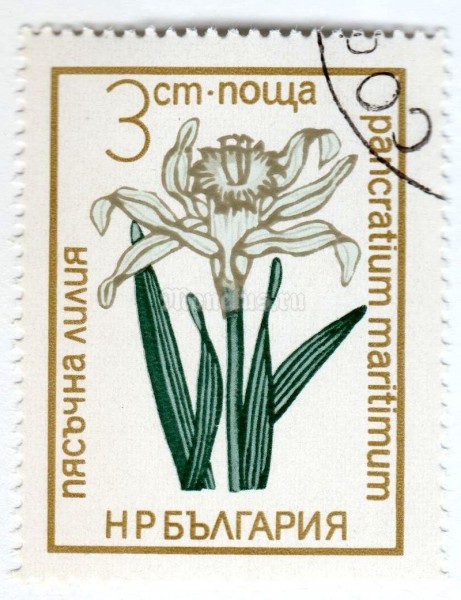 марка Болгария 3 стотинки "Pancratium maritimum" 1972 год Гашение