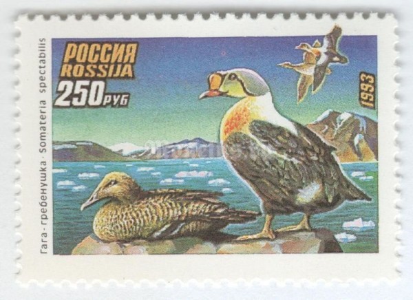 марка Россия 250 рублей "Гага - Гребенушка" 1993 год