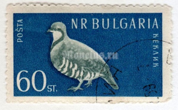 марка Болгария 60 стотинок  "Rock Partridge (Alectoris graeca)" 1959 год Гашение