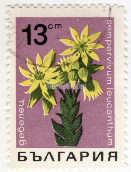 марка Болгария 13 стотинок "Sempervivum leucanthum" 1968 год Гашение