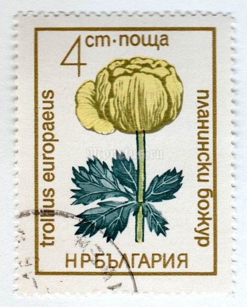 марка Болгария 4 стотинки "Trollius europaeus" 1972 год Гашение