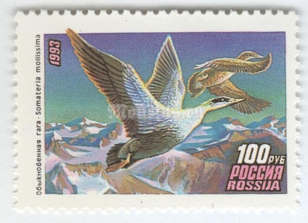 марка Россия 100 рублей "Обыкновенная Гага" 1993 год